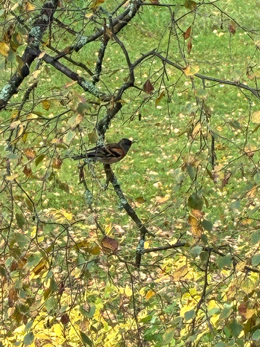 Brambling