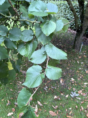 black mulberry