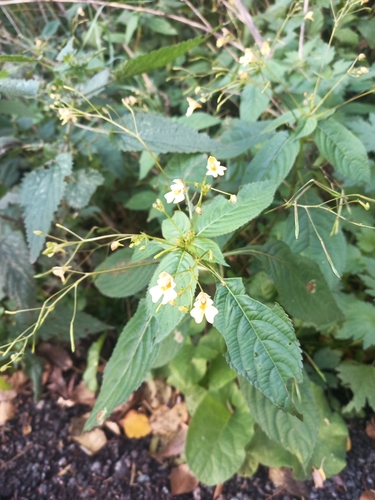 small balsam