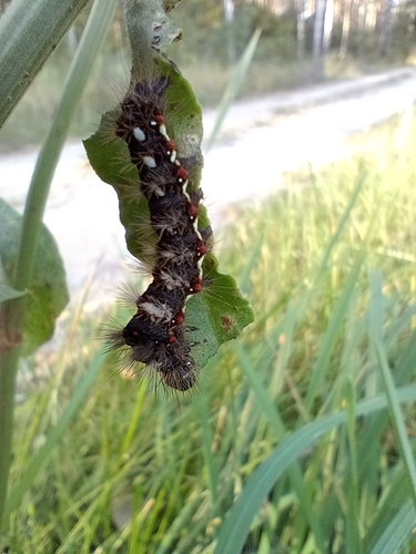 Knot Grass Moth