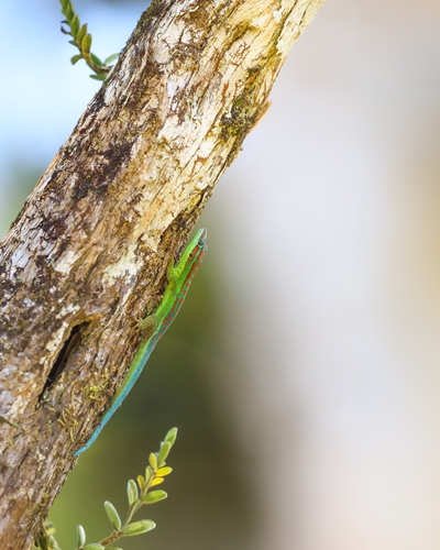 Bluetail Day Gecko