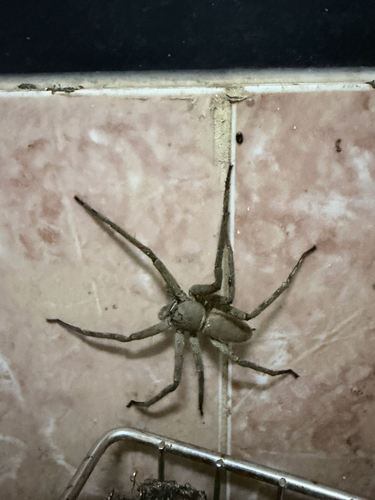 Pantropical Huntsman Spider