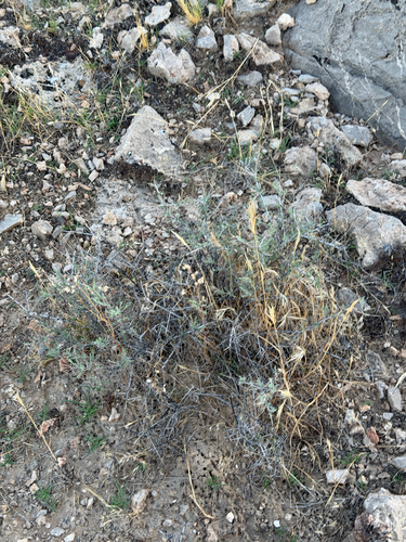 Krameria erecta, photograph 2