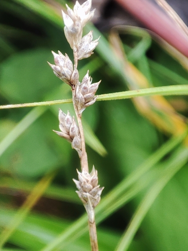 Carex brunnescens observed 2026-09-19