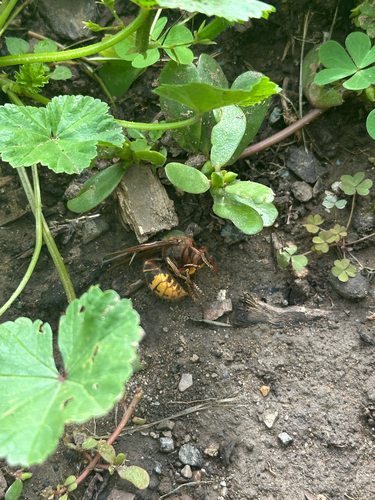 European Hornet