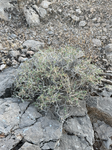 Ambrosia dumosa, photograph 4