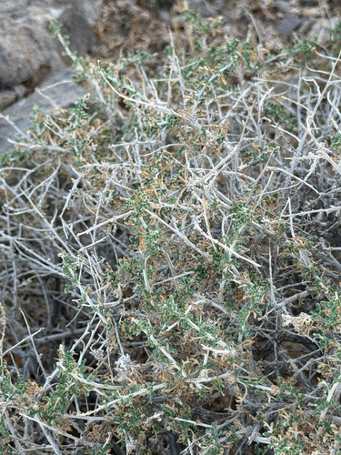 Ambrosia dumosa, photograph 3
