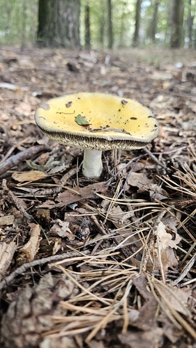 Yellow Swamp Brittlegill