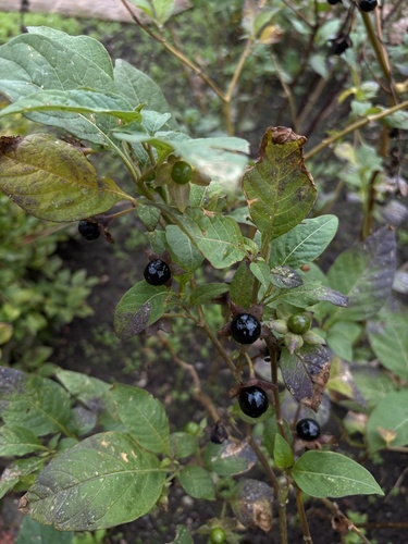 Deadly Nightshade