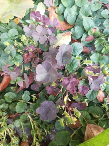 upright yellow woodsorrel