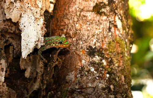 Upland forest day gecko
