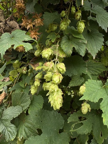 common hops