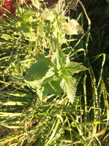 great stinging nettle