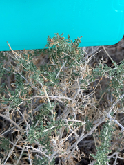 Ambrosia dumosa