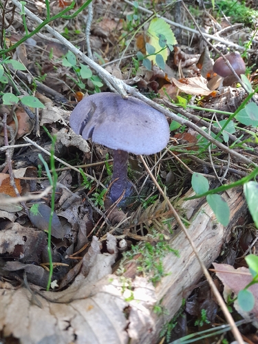 violet webcap