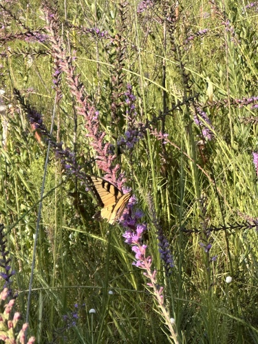 Eastern Tiger Swallowtail