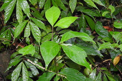 Crateva adansonii formosensis