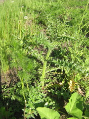 Carduus acanthoides