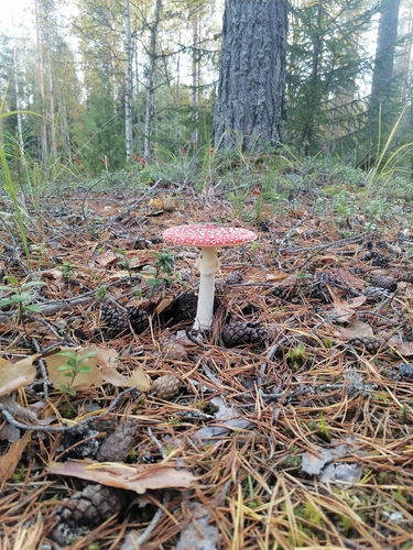 Fly Agaric