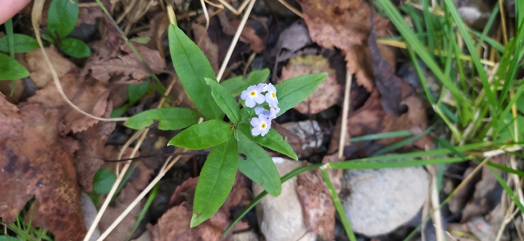 Myosotis scorpioides; photograph author not stated, no rights reserved