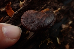 Polyporus hypomelanus