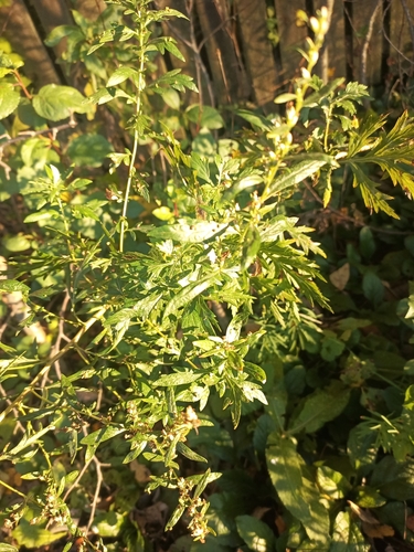 common mugwort