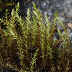 Brachythecium frigidum