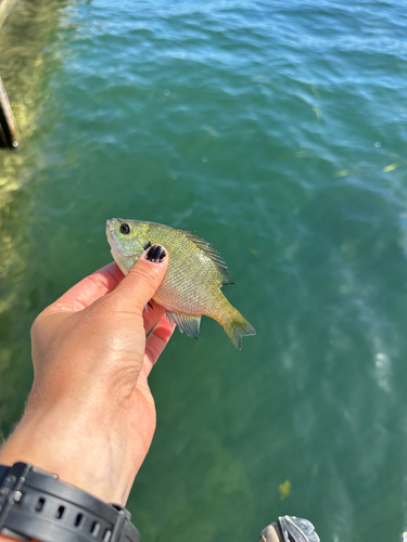 Bluegill