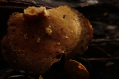 Polyporus hypomelanus