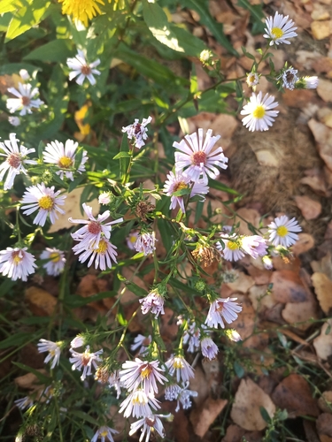 New York aster