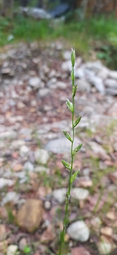 Lolium perenne, photograph 5
