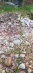 author not stated, no rights reserved Lolium perenne, photograph author not stated, no rights reserved
