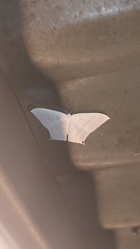 Grey Swallowtail Moth