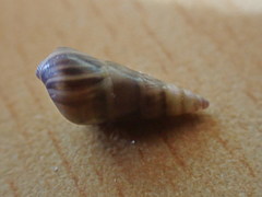 Bankivia fasciata