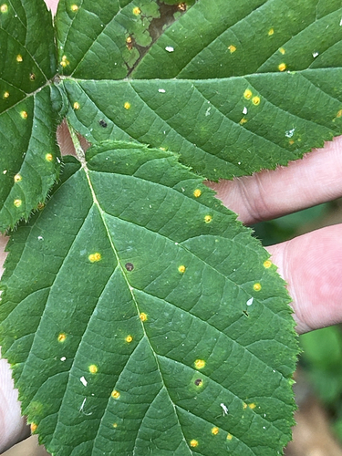 pale bramble rust