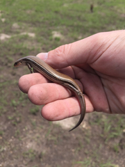 Plestiodon septentrionalis