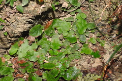 Tectaria zeilanica