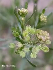 Lepidium ruderale