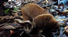 Omphalotus nidiformis