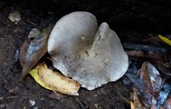 Omphalotus nidiformis