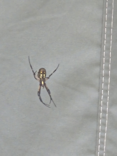 Yellow Garden Spider