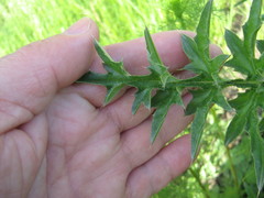 Carduus acanthoides