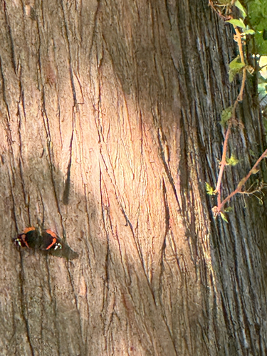 Red Admiral