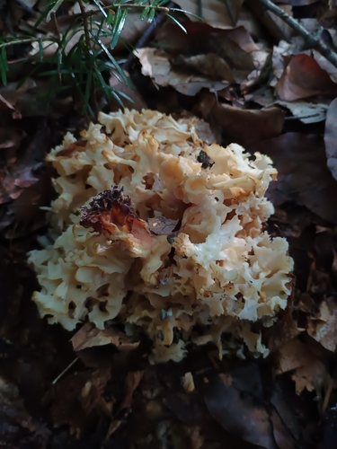 Cauliflower Fungus