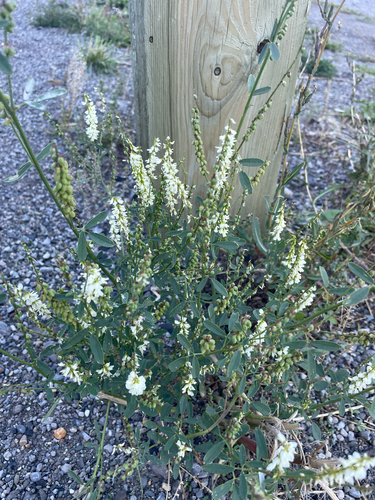 White Sweetclover