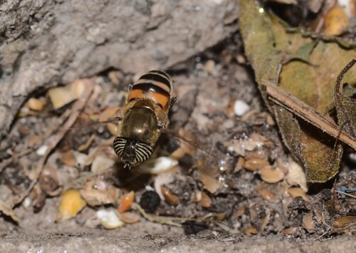 Stripe-eyed Lagoon Fly