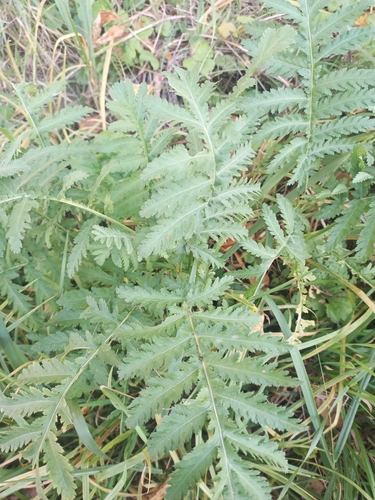 tansy