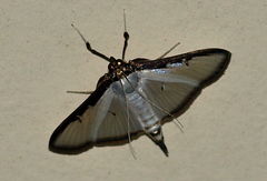 Cydalima pfeifferae