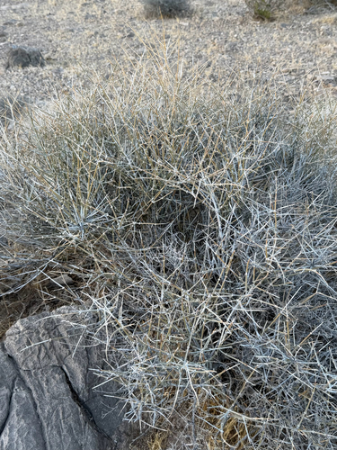 Ephedra nevadensis, photograph 5