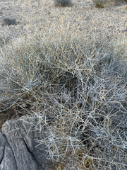 Ephedra nevadensis, photograph (c) CK2AZ, some rights reserved (CC BY)
